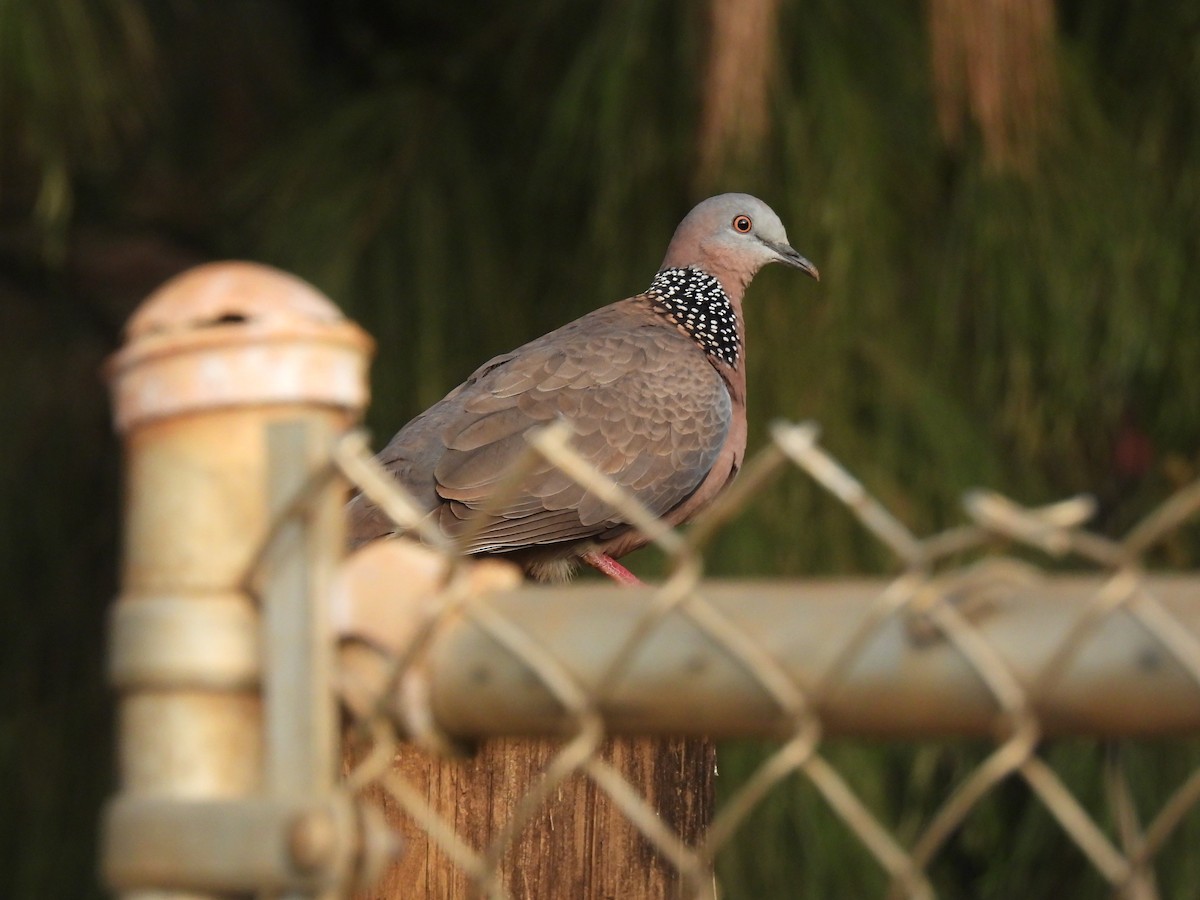 Spotted Dove - ML614504565