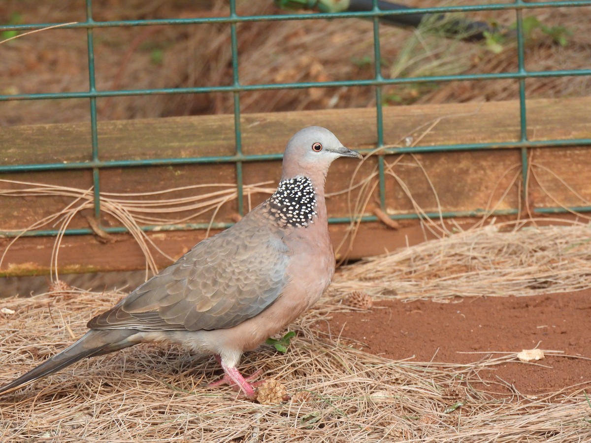 Spotted Dove - ML614504566