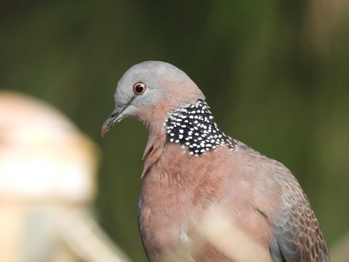 Spotted Dove - ML614504567