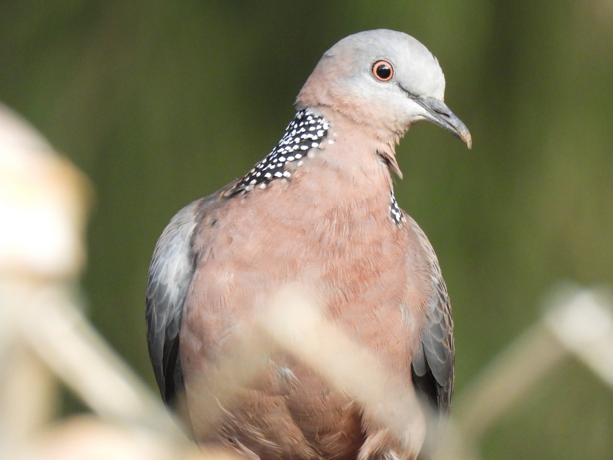Spotted Dove - ML614504568
