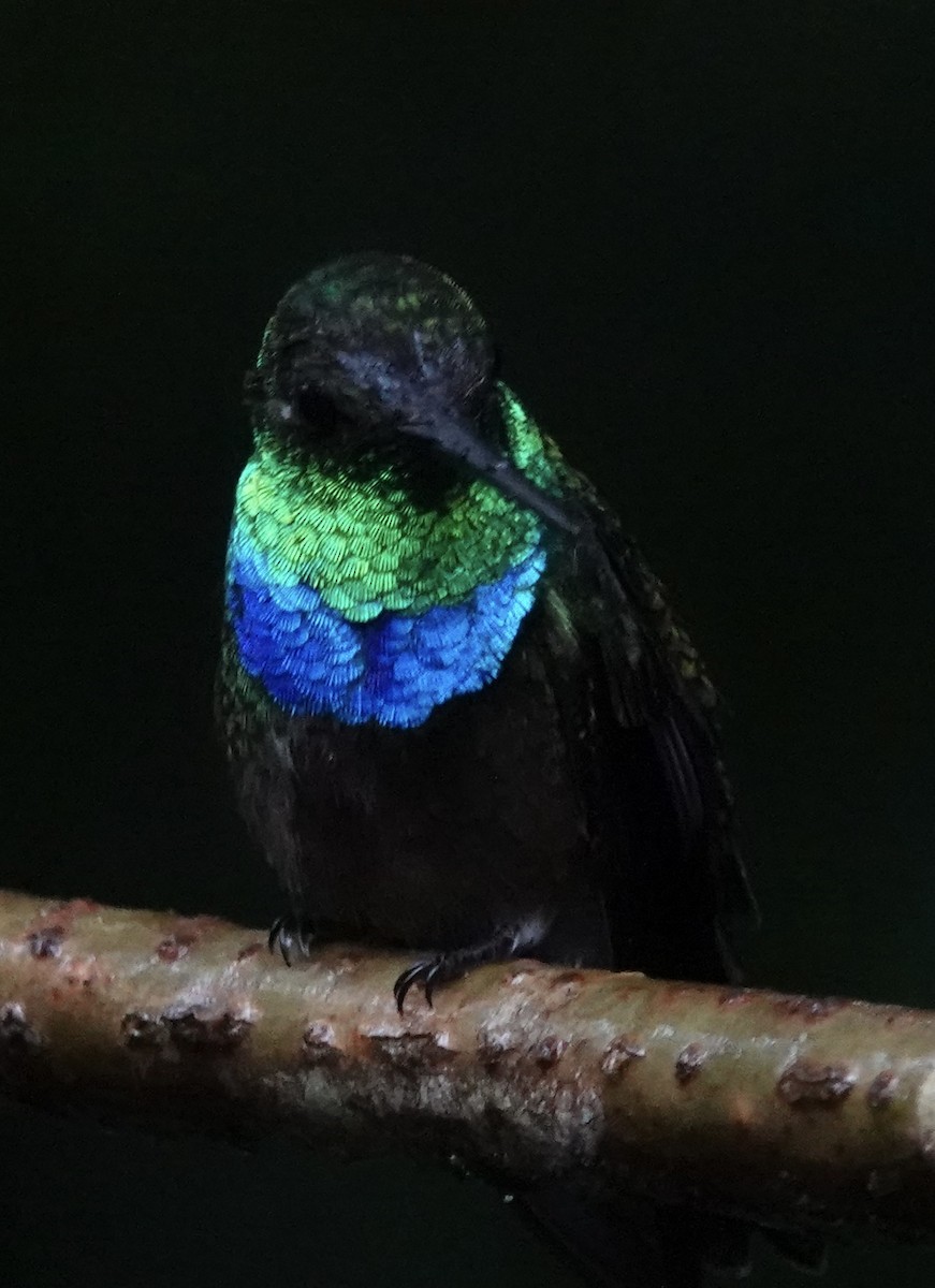 Blue-chested Hummingbird - ML614504588