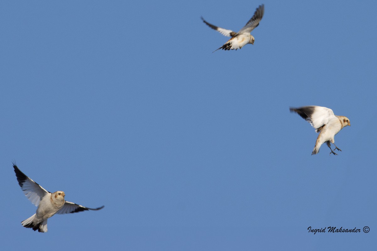 Snow Bunting - ML614504612