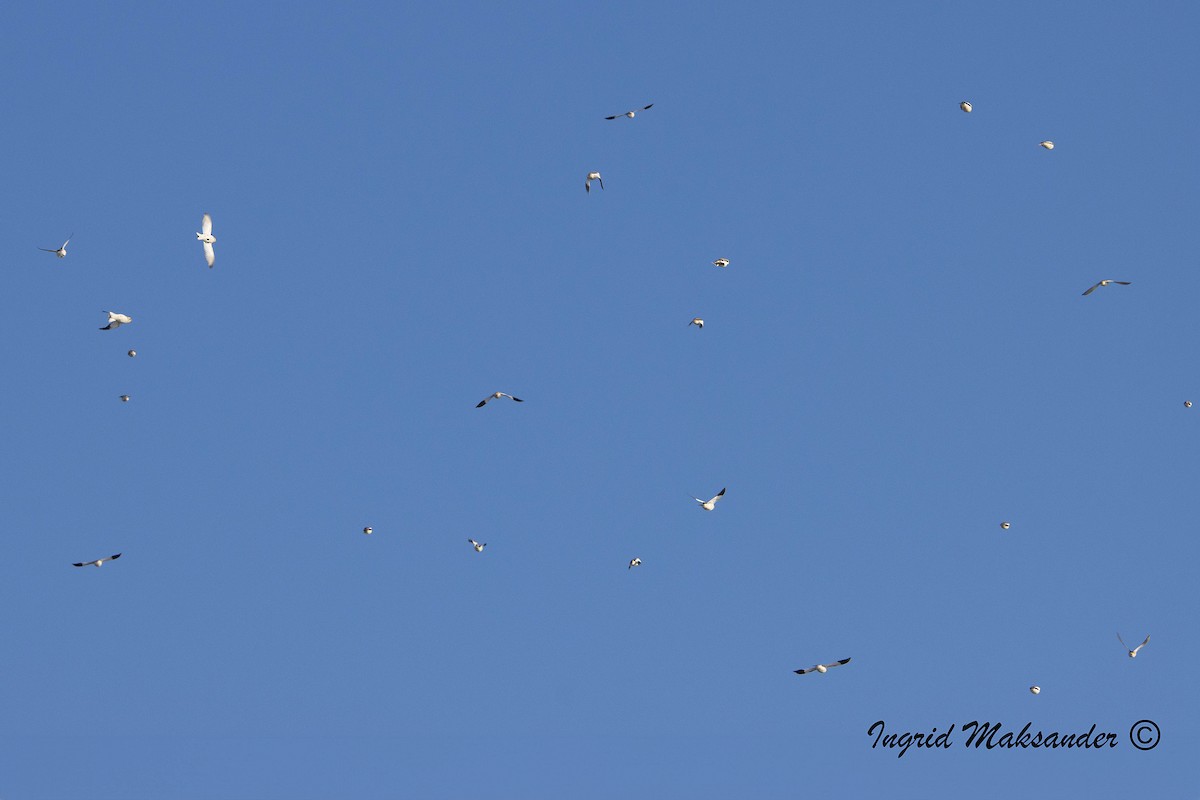 Snow Bunting - ML614504613