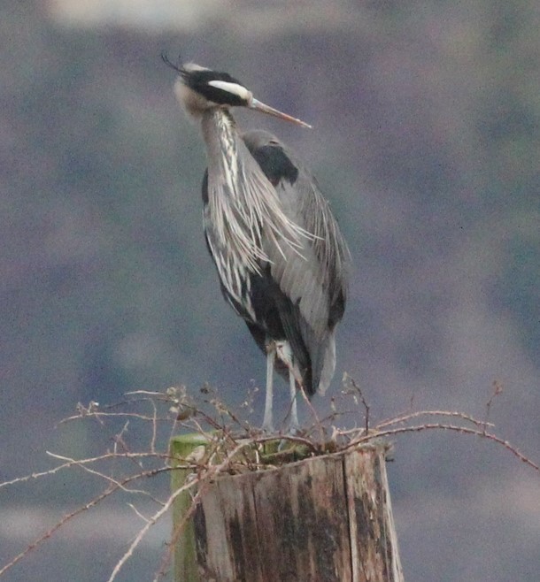 Great Blue Heron - ML614504680