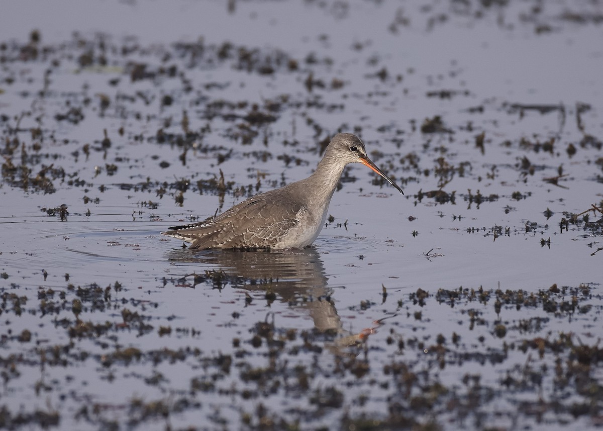 Spotted Redshank - ML614504705