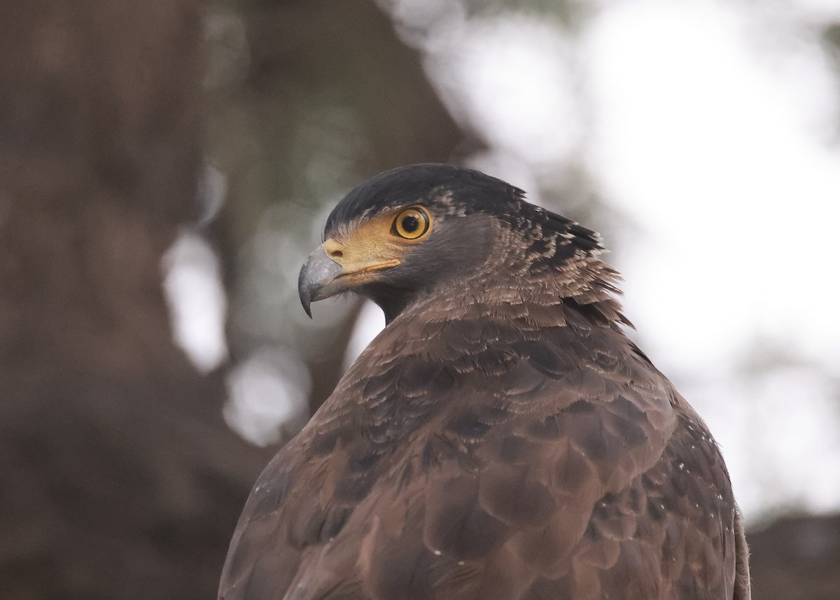 Crested Serpent-Eagle - ML614504719