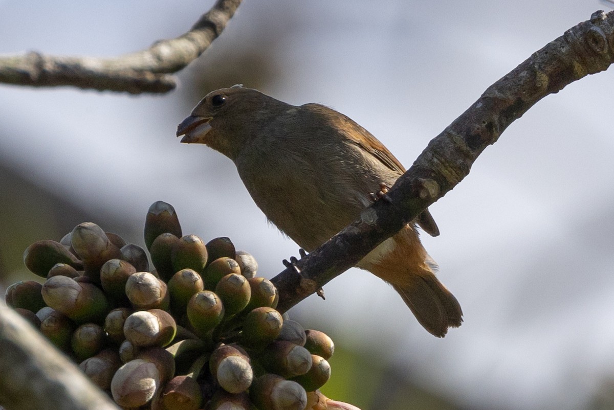 Lesser Antillean Bullfinch - John Reynolds