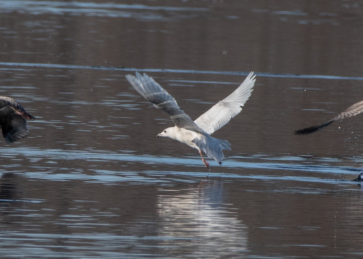 Gaviota Groenlandesa (kumlieni/glaucoides) - ML614504761