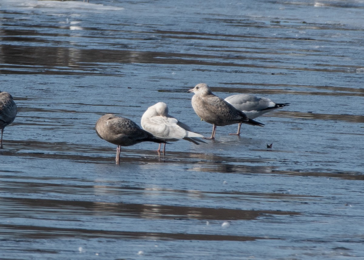 Iceland Gull (kumlieni/glaucoides) - ML614504765