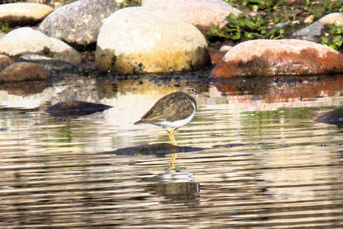 eBird Checklist - 3 Feb 2024 - Coon Bluff - 16 species