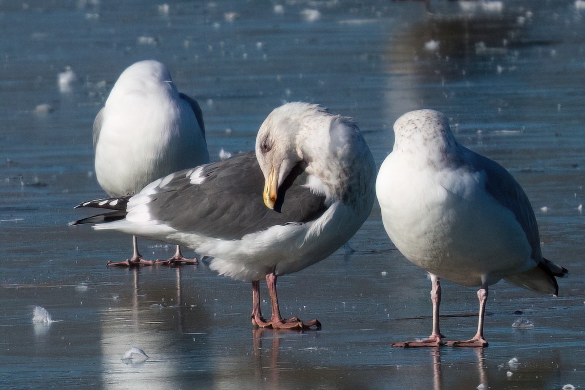 Slaty-backed Gull - ML614504813