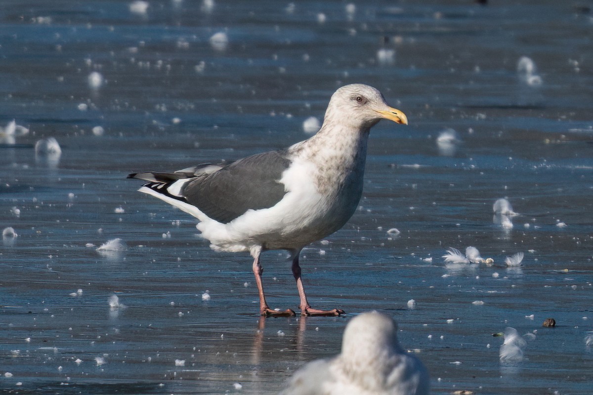 Slaty-backed Gull - ML614504819
