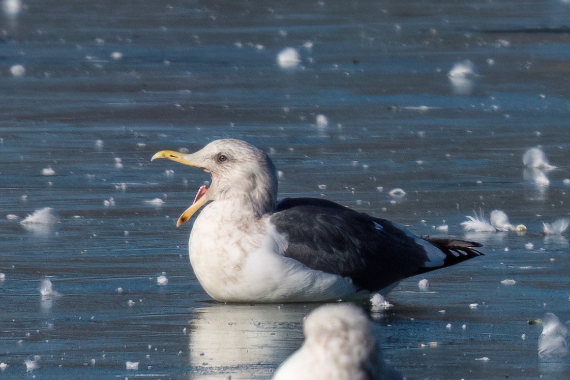 Slaty-backed Gull - ML614504821