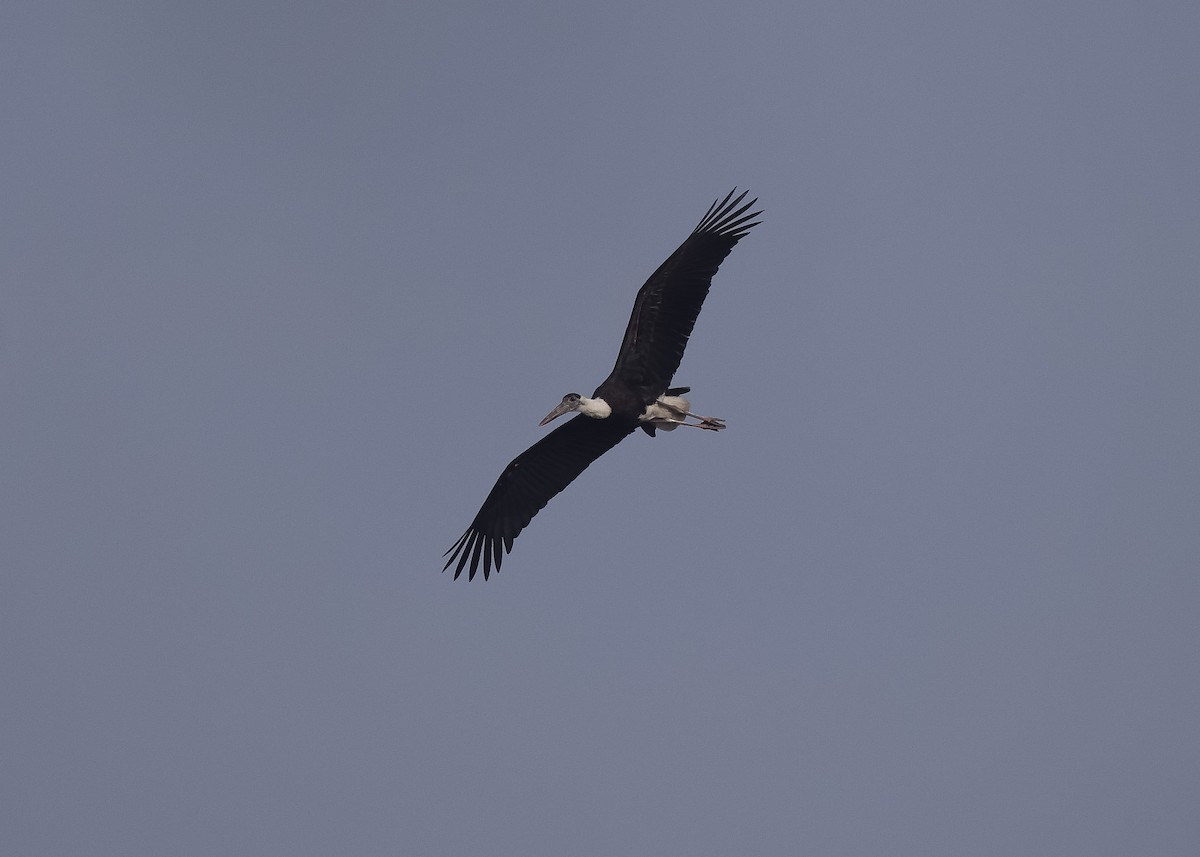 Asian Woolly-necked Stork - ML614504833