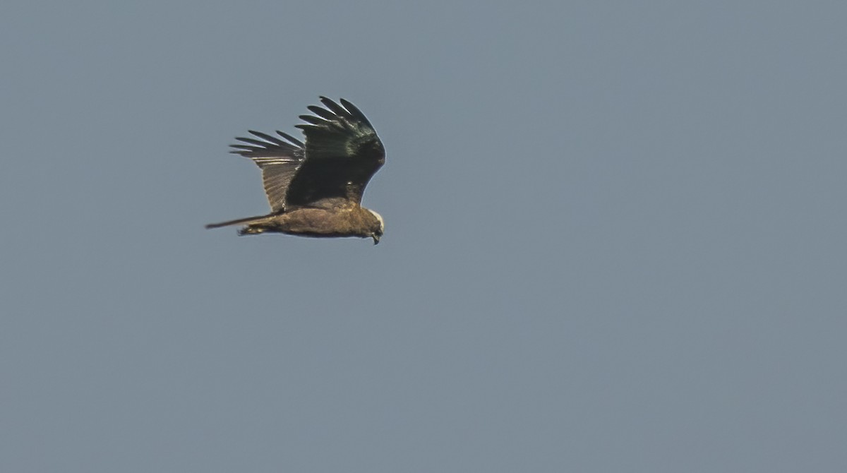 Western Marsh Harrier - ML614504896