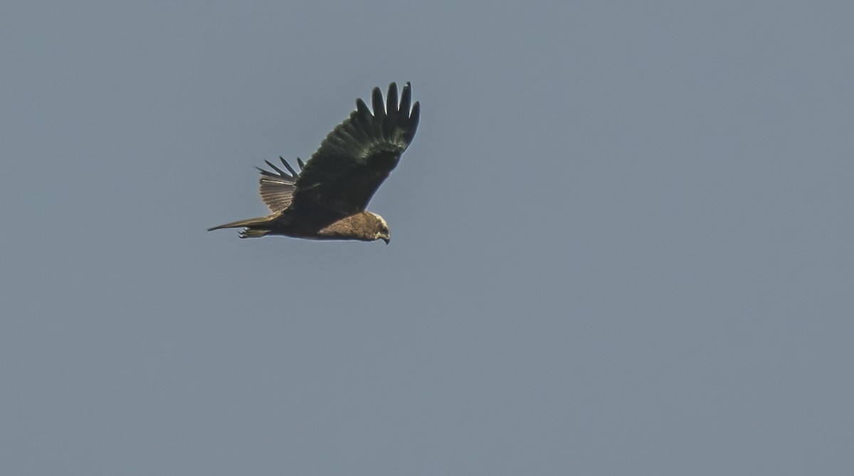 Western Marsh Harrier - ML614504899