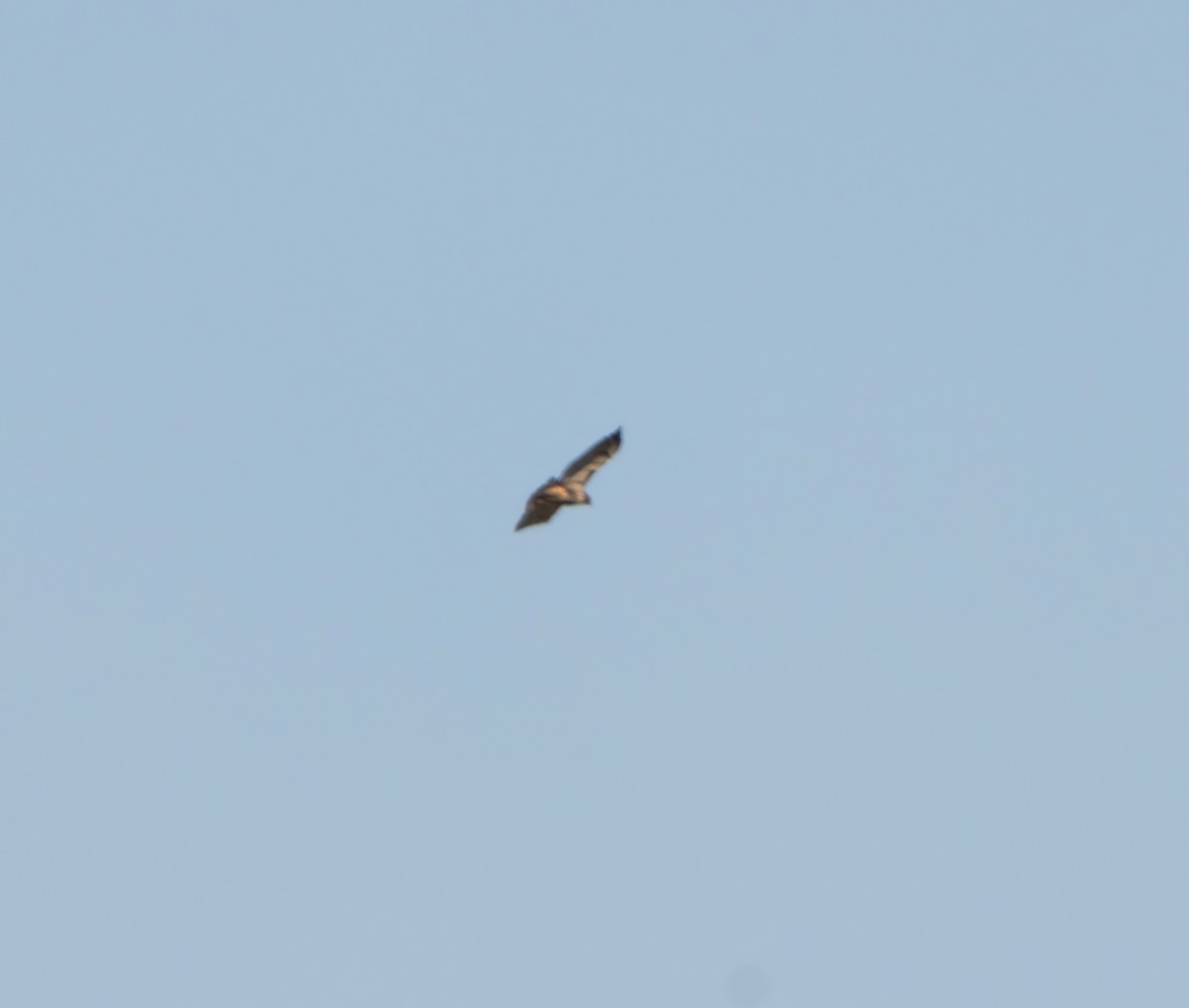 Red-tailed Hawk (abieticola) - ML614504926