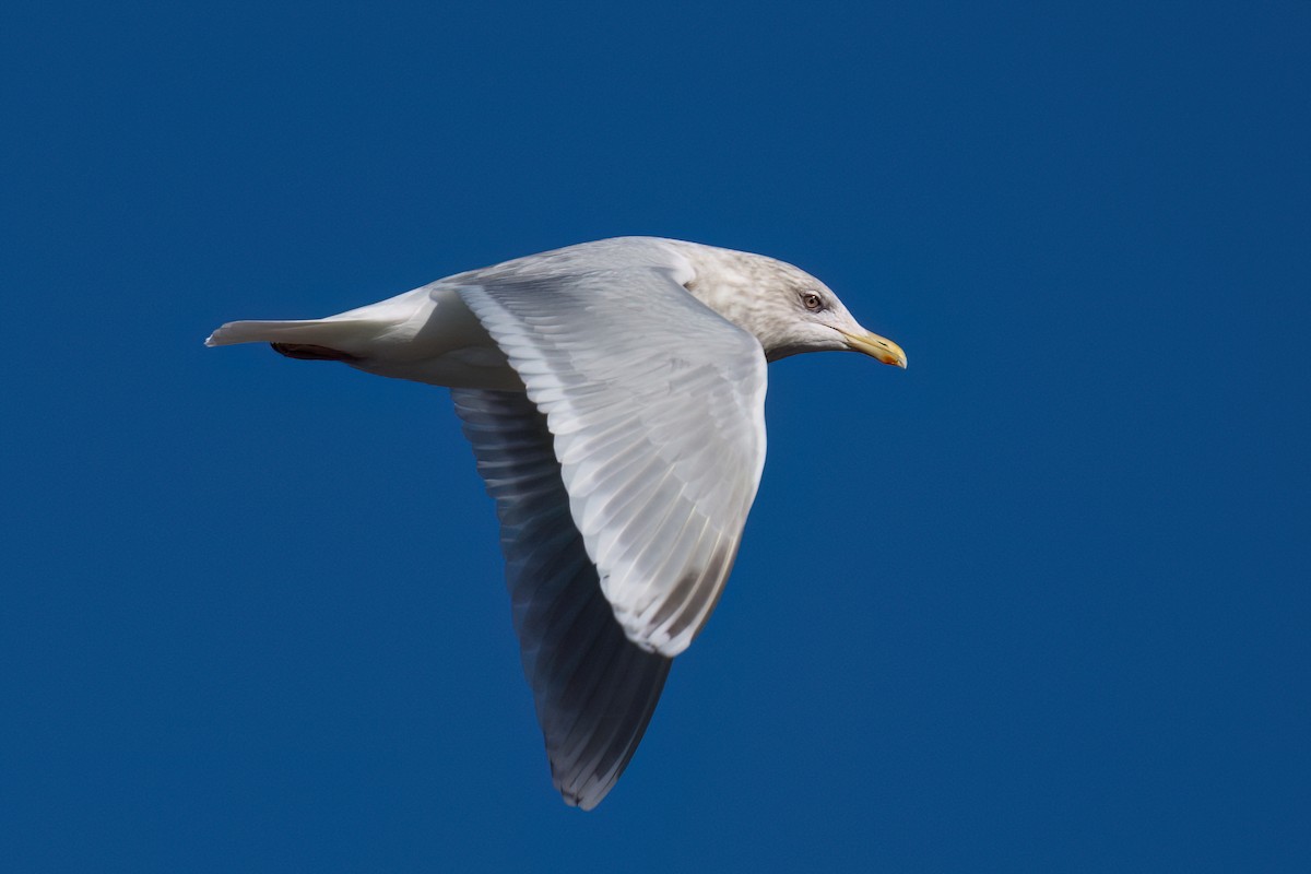 Iceland Gull (kumlieni) - ML614504947