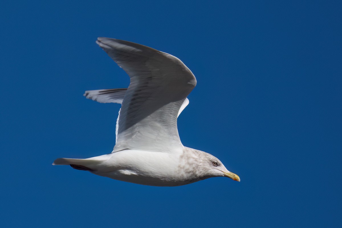 Iceland Gull (kumlieni) - ML614504958