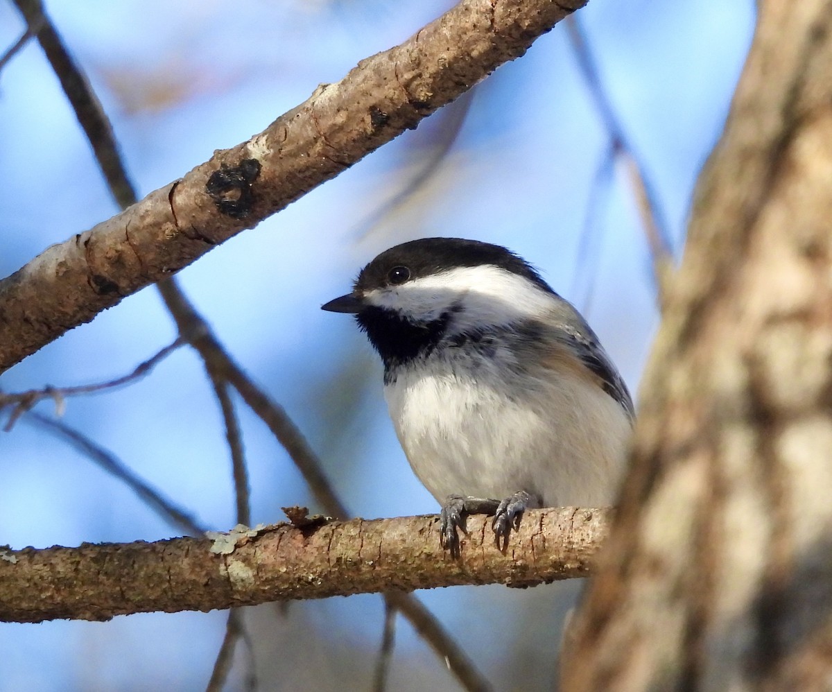 Black-capped Chickadee - ML614504976