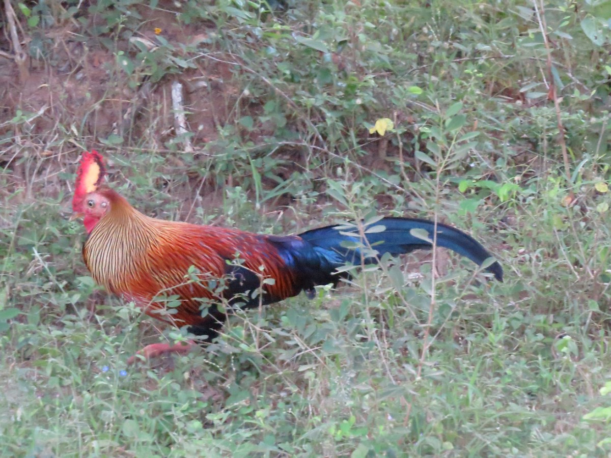 Sri Lanka Junglefowl - Christian Cholette