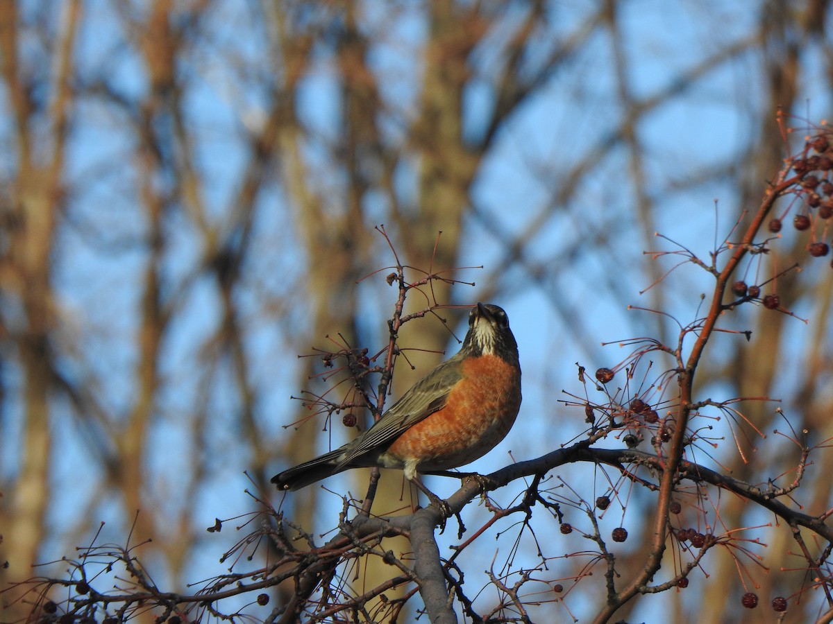 American Robin - ML614505150