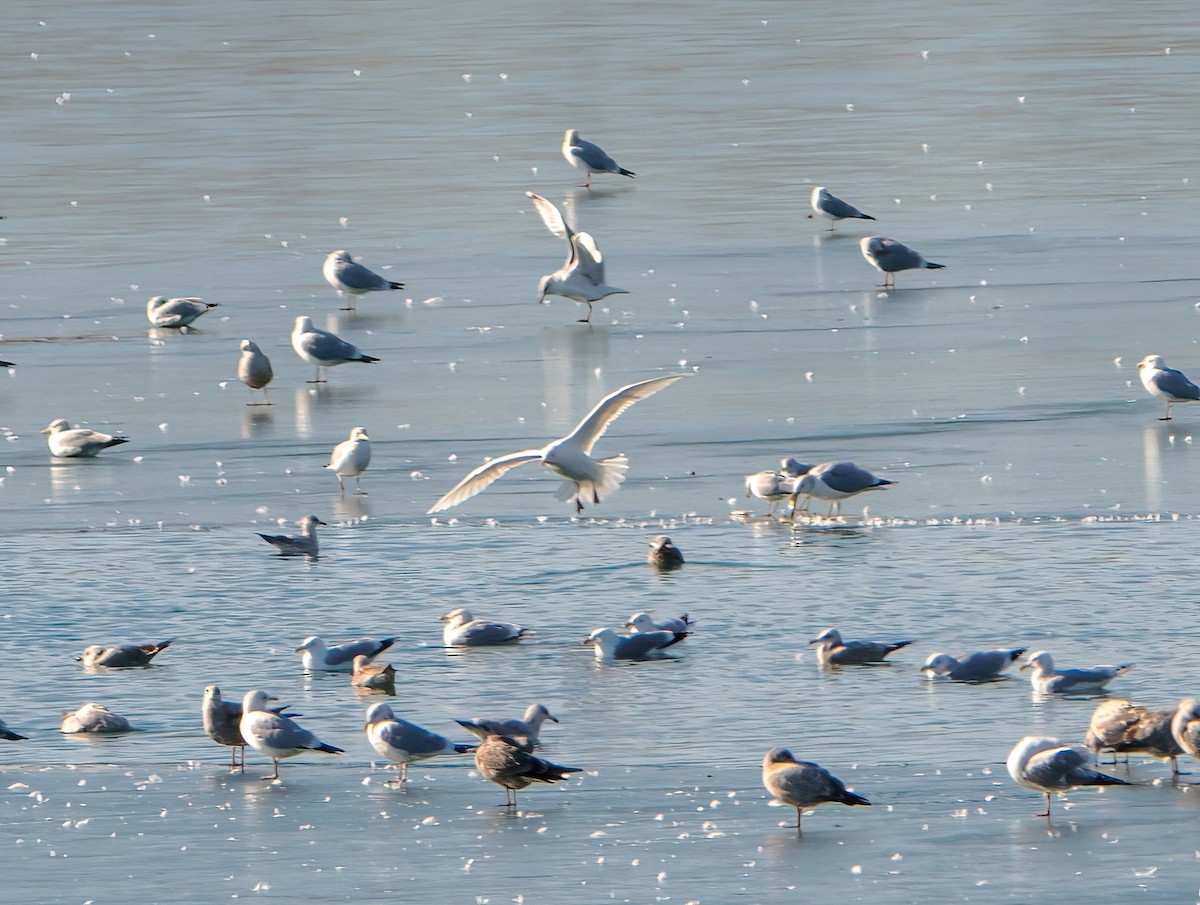 Iceland Gull - ML614505164