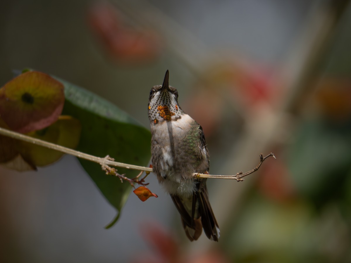 Ruby-throated Hummingbird - ML614505206