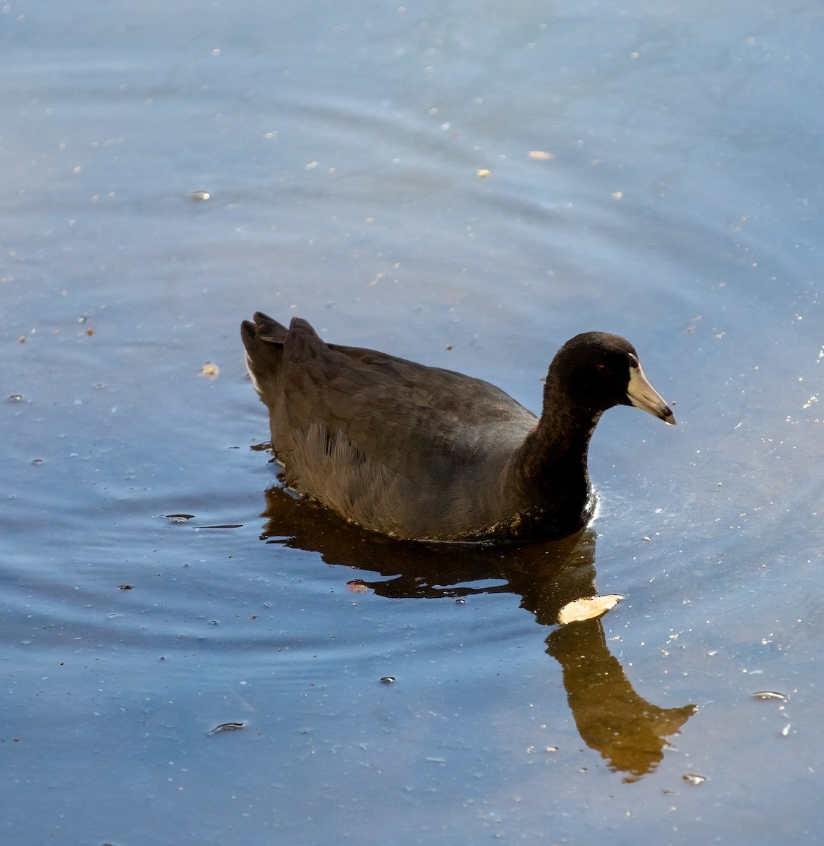 American Coot - ML614505225