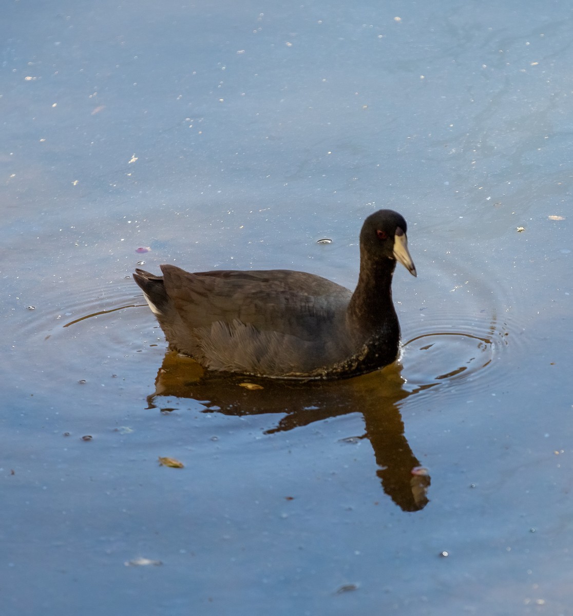 American Coot - ML614505226