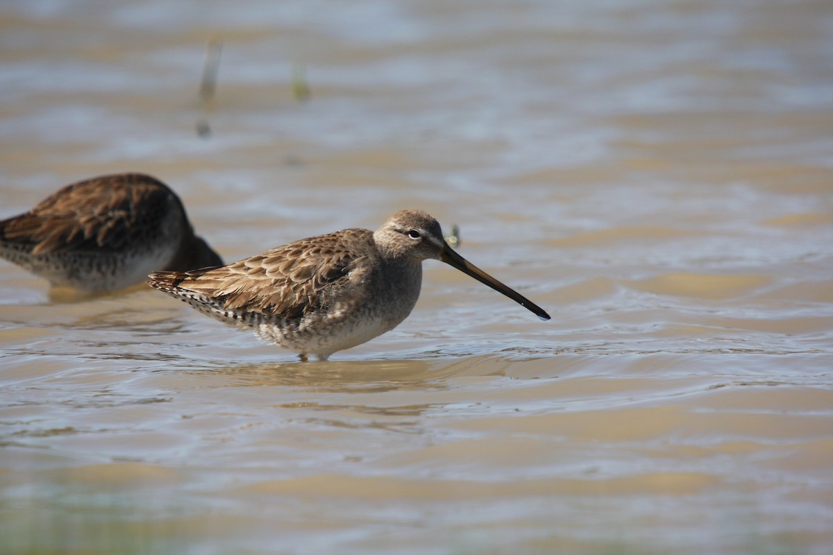 Long-billed Dowitcher - ML614505227