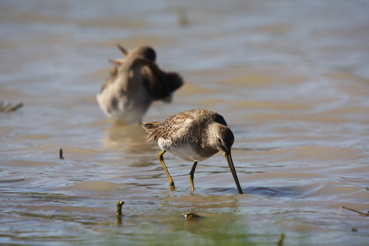 langnebbekkasinsnipe - ML614505248