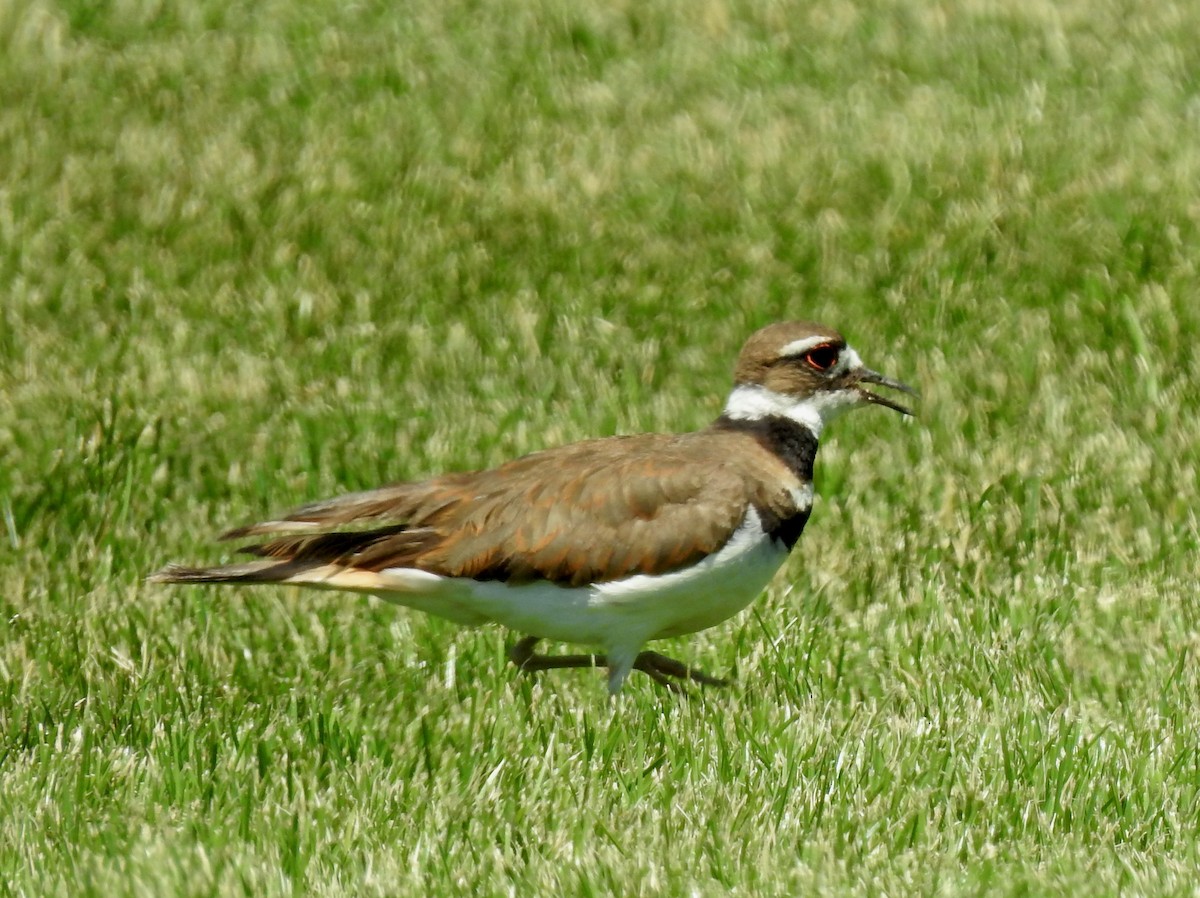 Killdeer - ML614505264