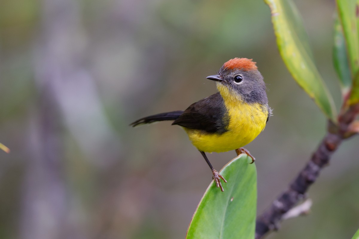 Tepui Redstart - Martin Schuck