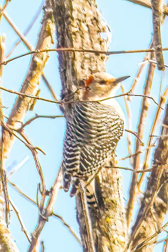 Red-bellied Woodpecker - ML614505371