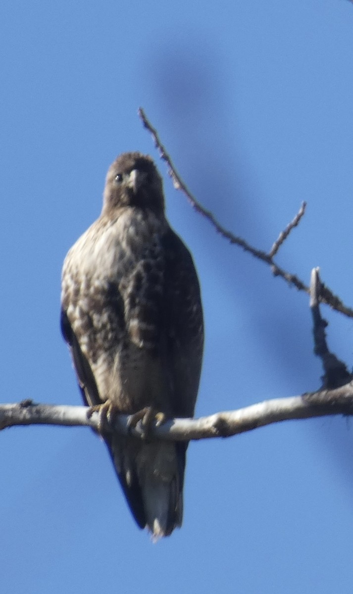 Red-tailed Hawk - ML614505489