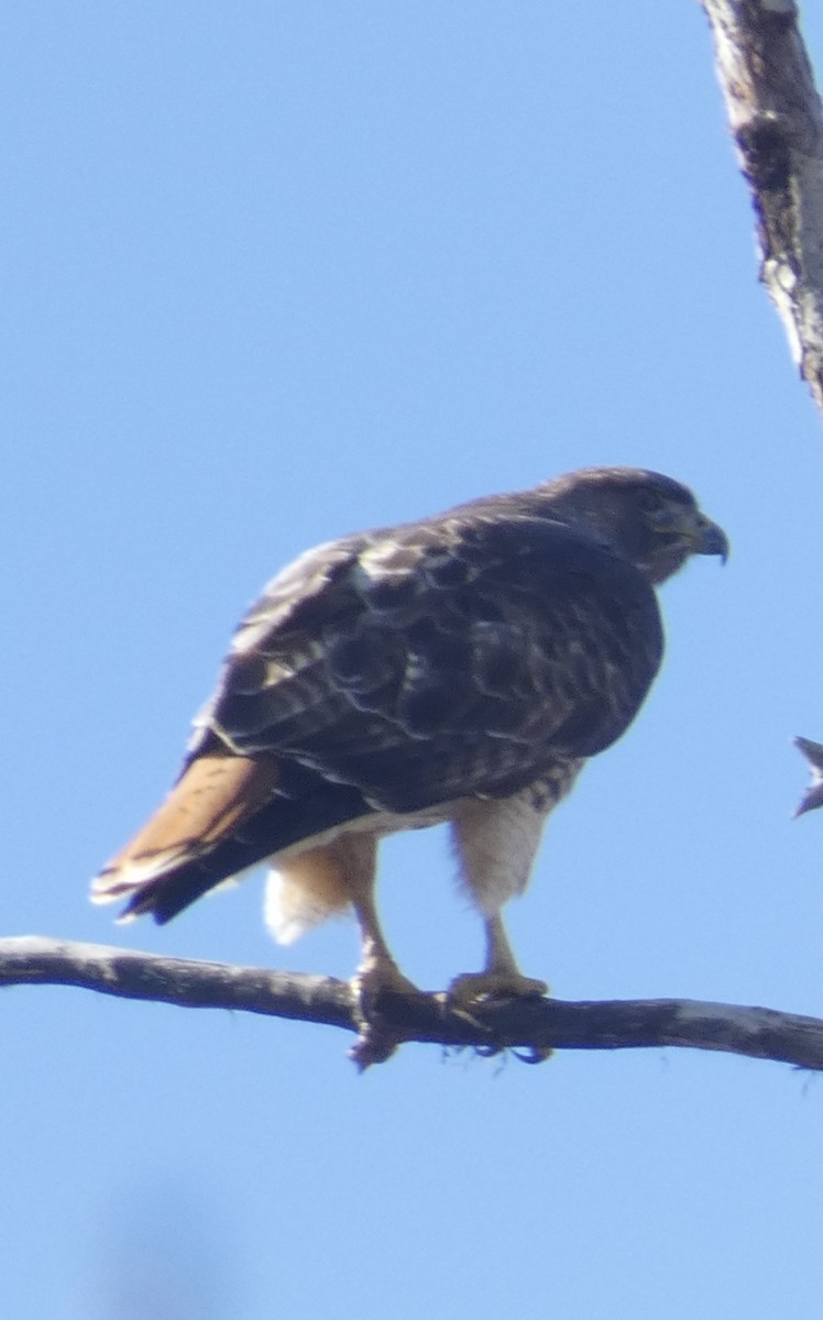Red-tailed Hawk - ML614505491