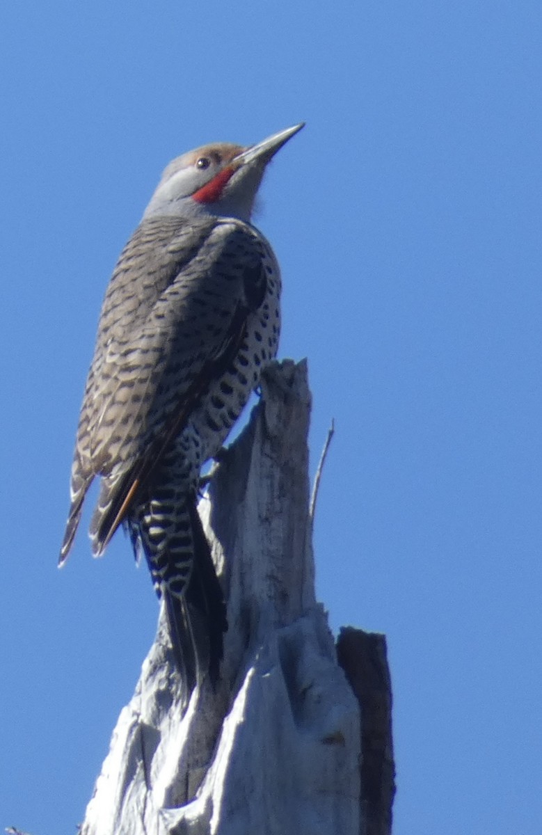 Northern Flicker - ML614505504