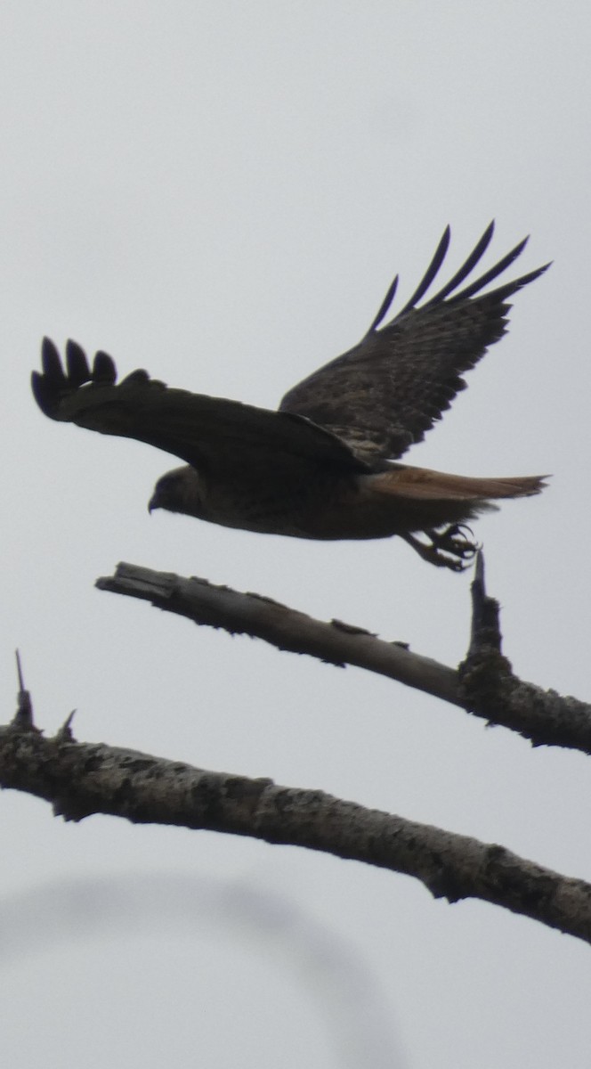 Red-tailed Hawk - ML614505603