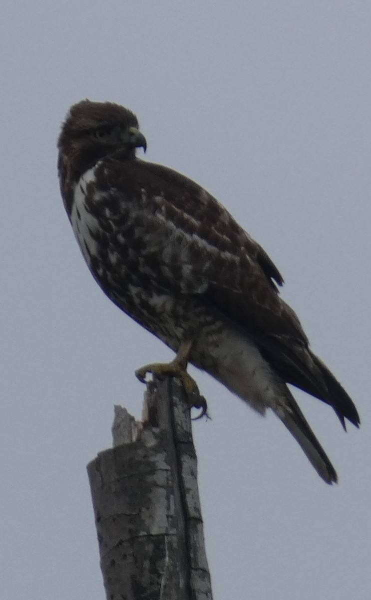 Red-tailed Hawk - ML614505604
