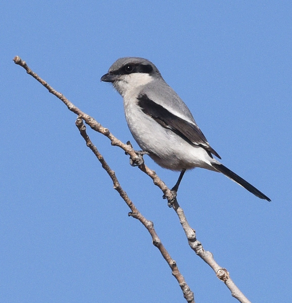 Loggerhead Shrike - ML614505641