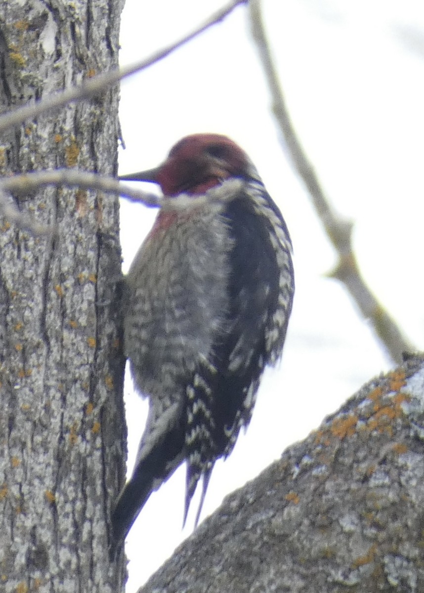 Red-breasted Sapsucker - ML614505665