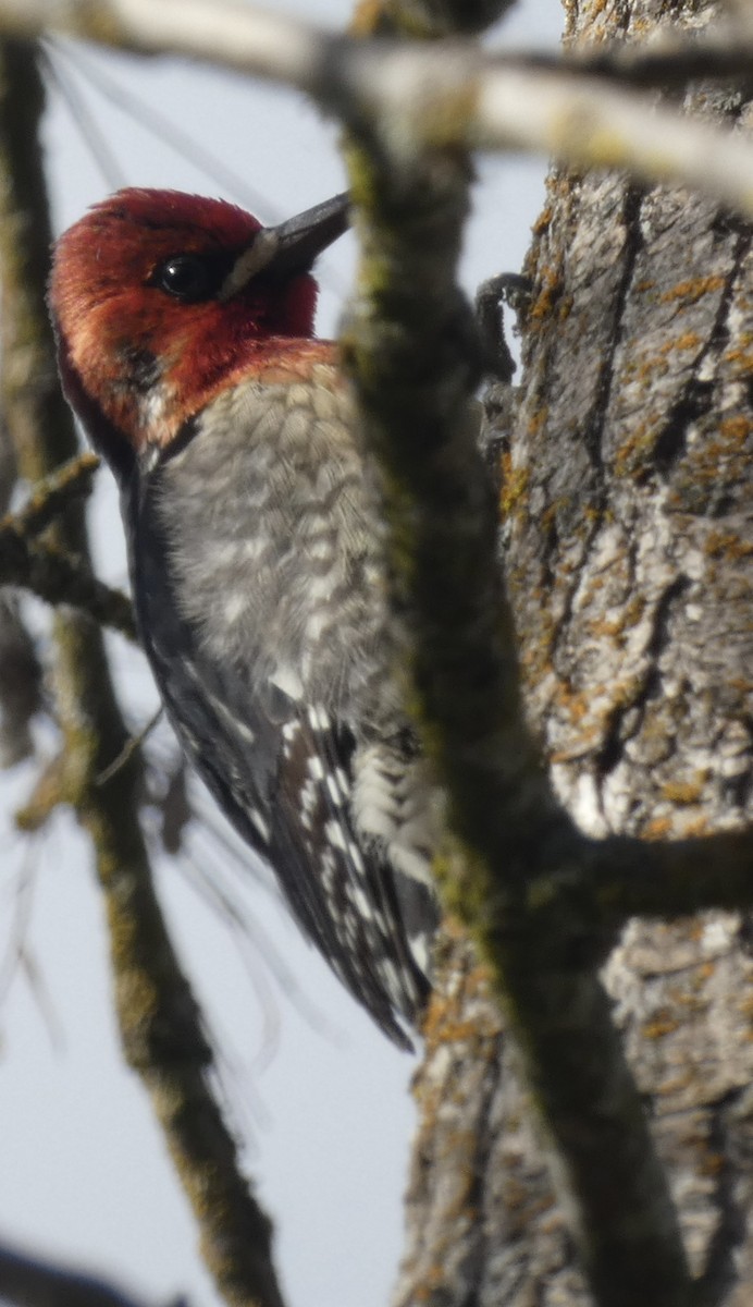 Red-breasted Sapsucker - ML614505666