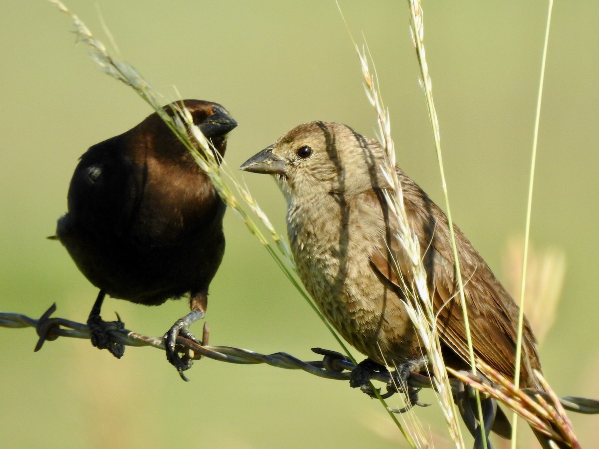 Brown-headed Cowbird - Kirsten Bjergarde