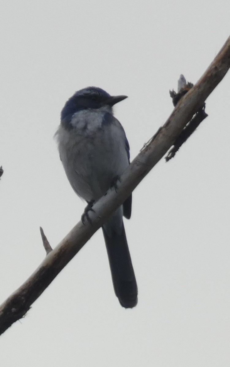 California Scrub-Jay - ML614505696