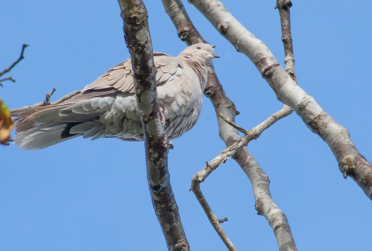 Eurasian Collared-Dove - ML614505697