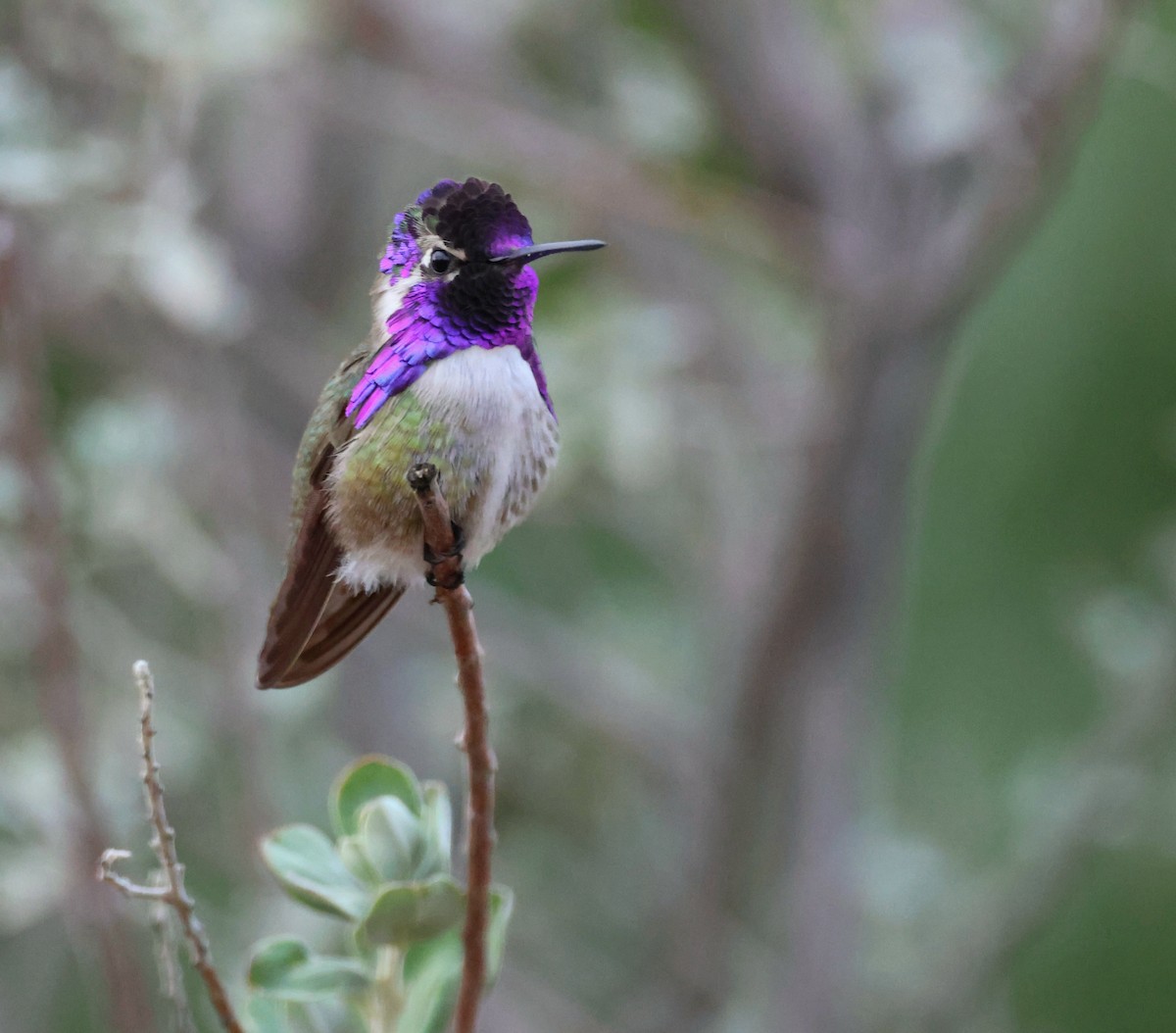 Colibri de Costa - ML614505720