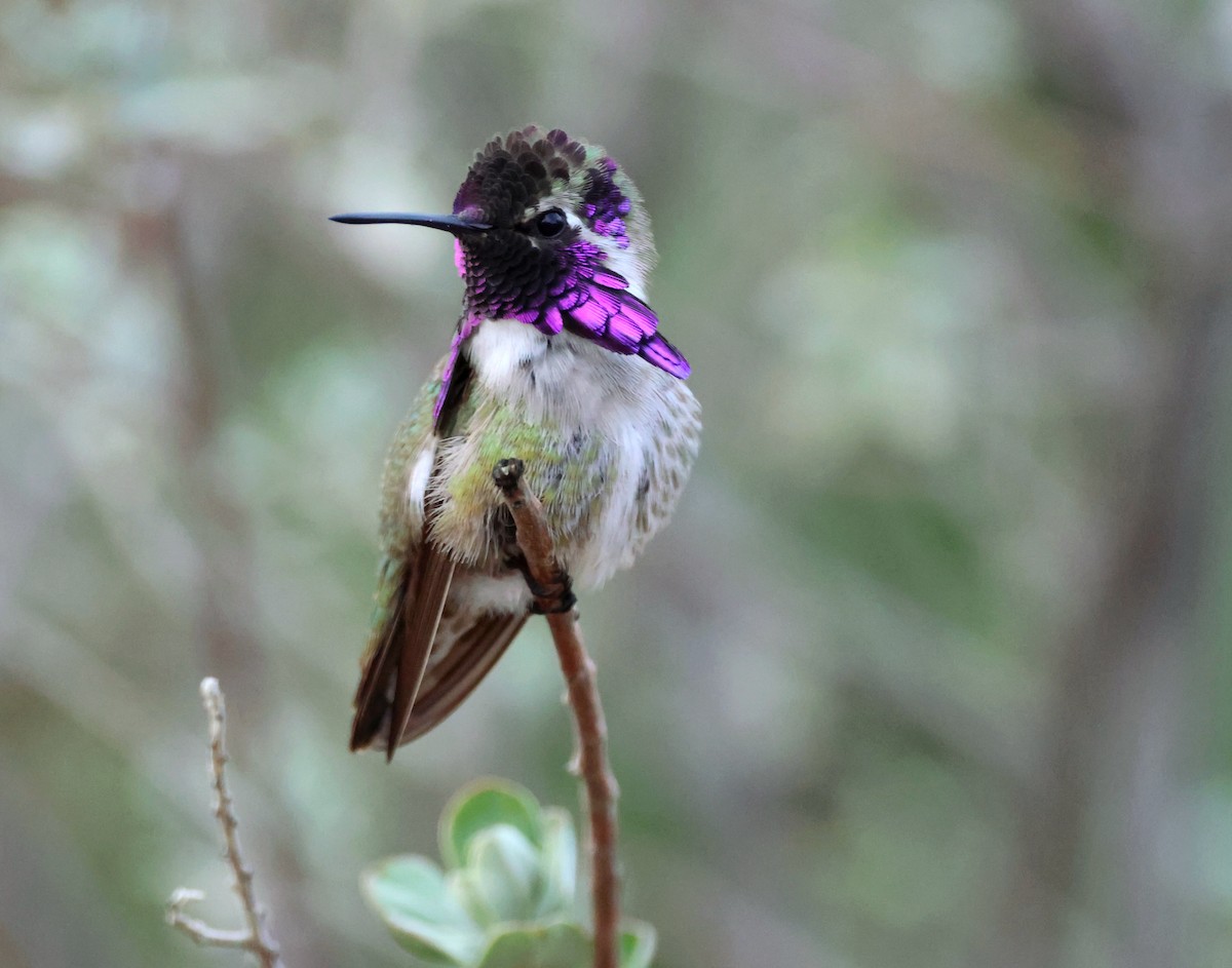 Costa's Hummingbird - ML614505721