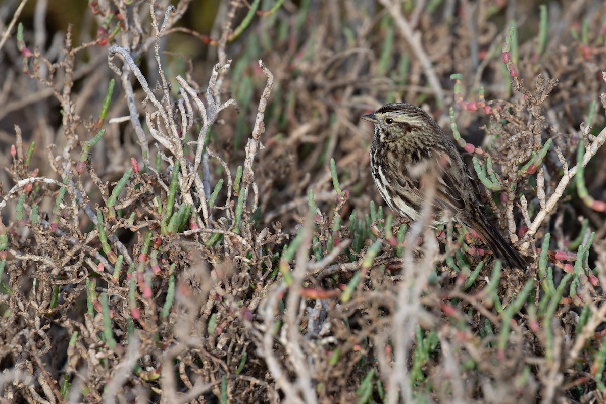 Song Sparrow (pusillula) - ML614505773