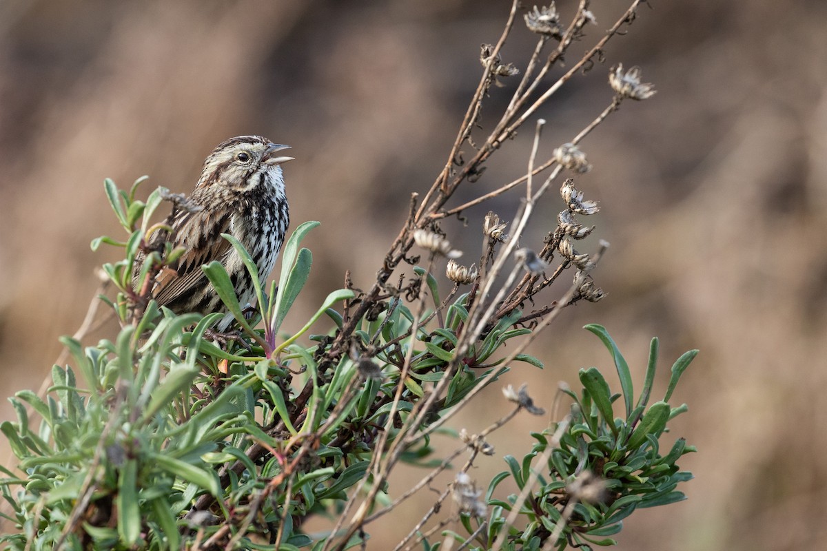 Song Sparrow (pusillula) - ML614505779